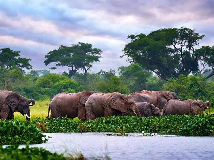 Ugandas høydepunkter