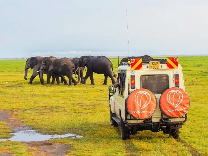 Safari i Kenya & Gorilla Tracking i Uganda