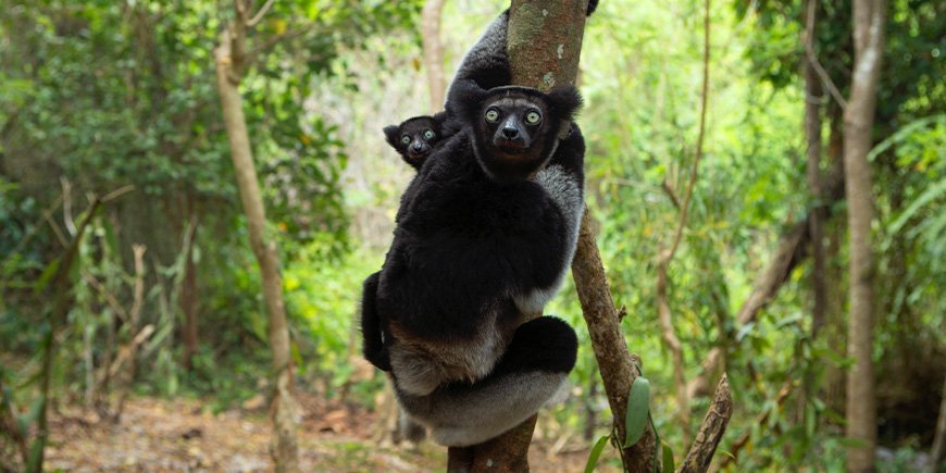 Indigolemur med baby i skogen et sted på Madagaskar