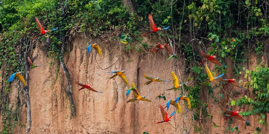 Ulikfargede araer flyr i Tambopata, Peru