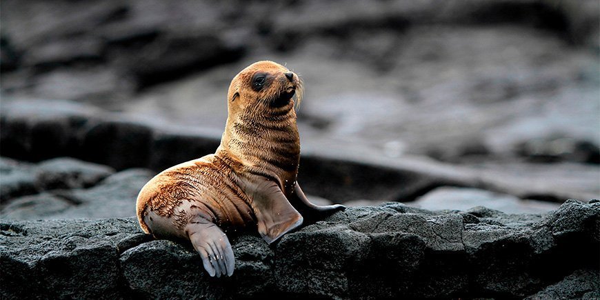 Sjøløveunge på Galapagosøyene