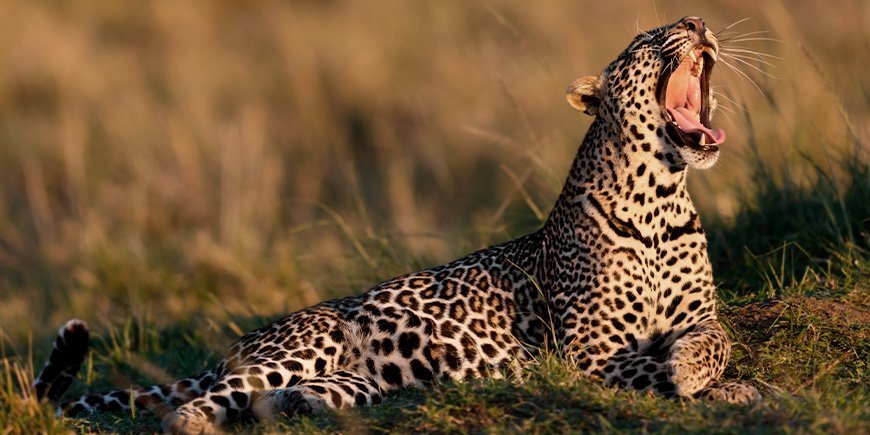 Gapende leopard under soloppgangen i Masai Mara