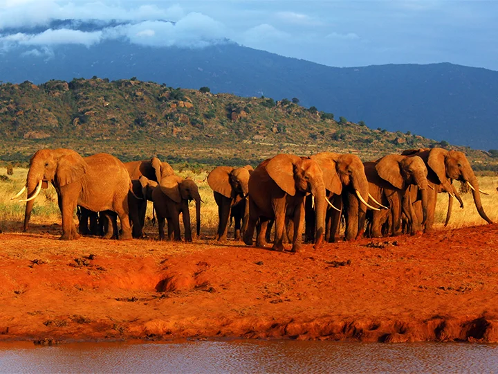 Nairobi, Tsavo nasjonalpark & badeferie ved Mombasa
