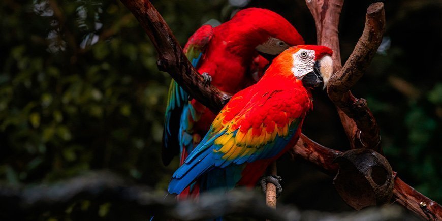 Røde araer i Corcovado nasjonalpark, Costa Rica