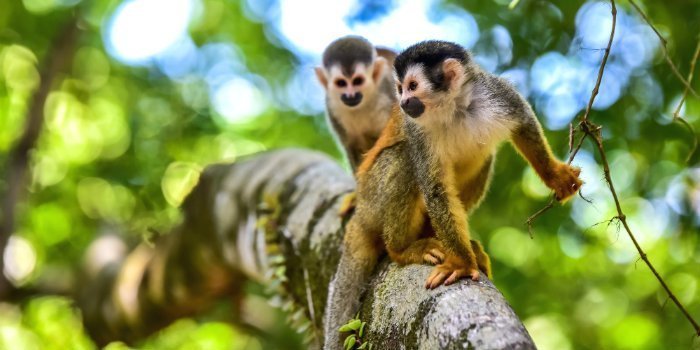 Aper i Manuel Antonio nasjonalpark. 