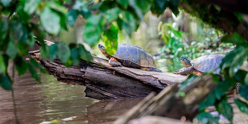 Skilpadder soler seg på en tømmerstokk i Tortuguero, Costa Rica