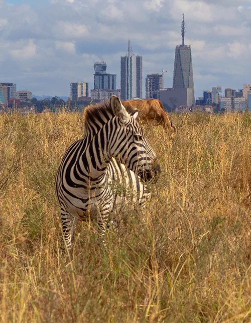 Nairobi, Tsavo nasjonalpark & badeferie ved Mombasa