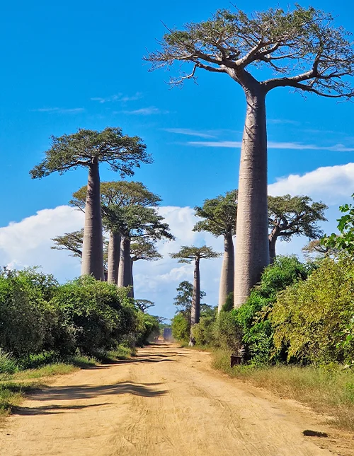 Det beste av Madagaskar