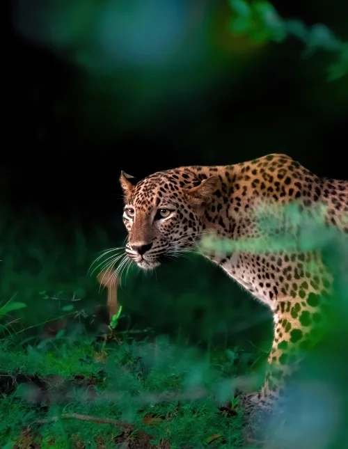 Galle, Yala nasjonalpark & badeferie i Mirissa