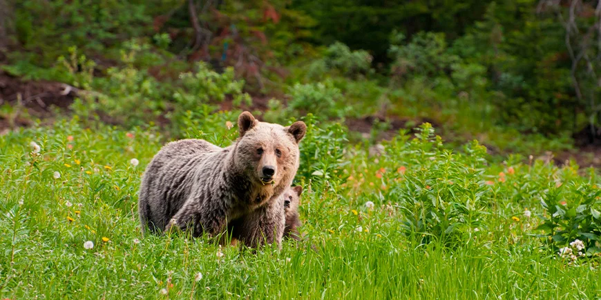 Bjørn med unger i Banff nasjonalpark