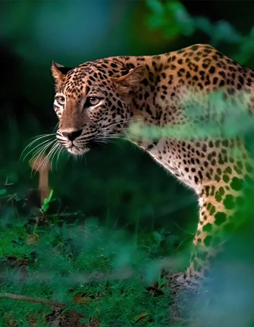 Galle, Yala nasjonalpark & badeferie i Mirissa
