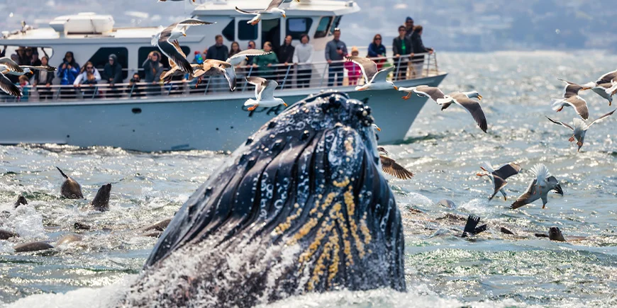 Hval som bryter overflaten i Monterey i USA