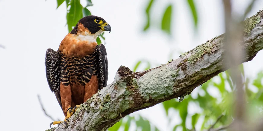 Falk sitter på en gren i Tikal nasjonalpark i Guatemala