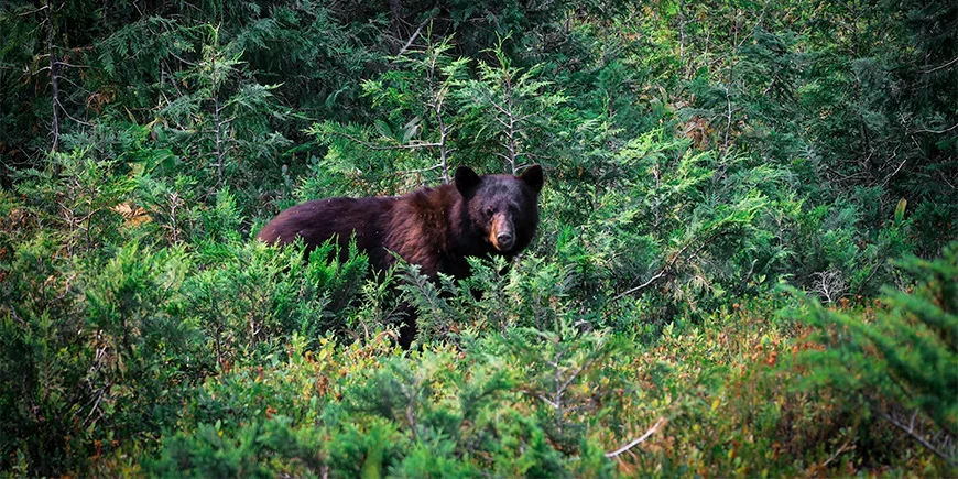 Svartbjørn skjuler seg i skogen i Banff nasjonalpark i Canada