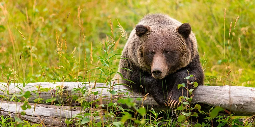 Grizzlybjørn i Banff nasjonalpark i det vestlige Canada