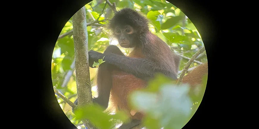 Edderkoppape i Corcovado i Costa Rica