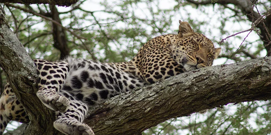 En leopard i treet på safari i Tanzania