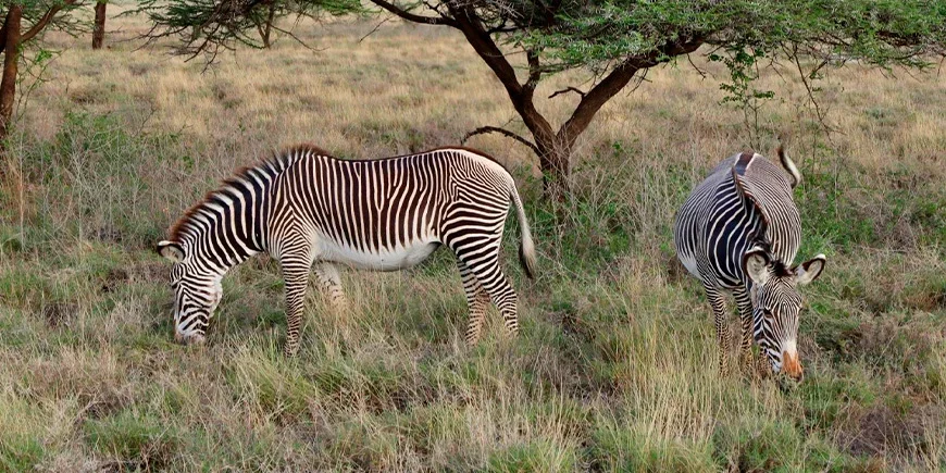Sebraer i Samburu nasjonalpark