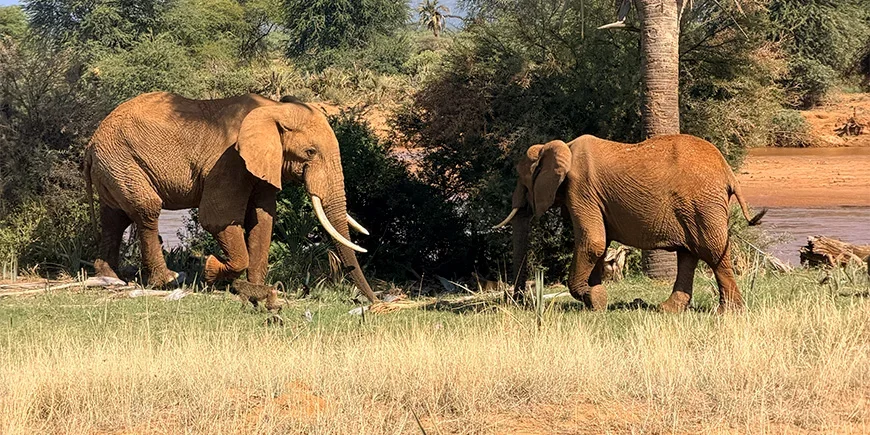 Elefanter og bavianer i Samburu nasjonalpark i Kenya