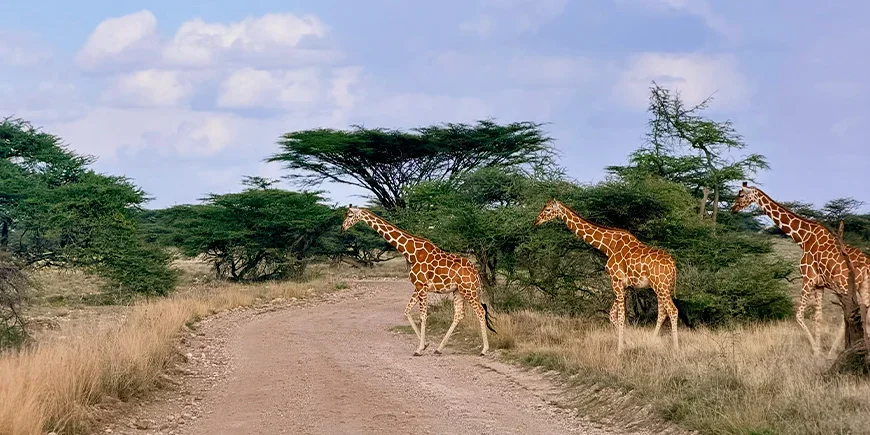Giraffamilie krysser veien i Samburu nasjonalpark i Kenya