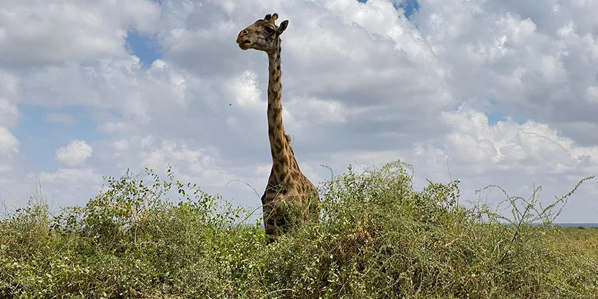 Giraff i Amboseli nasjonalpark