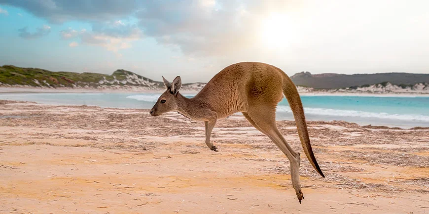 Hoppende kenguru på Kangaroo Island i Australia