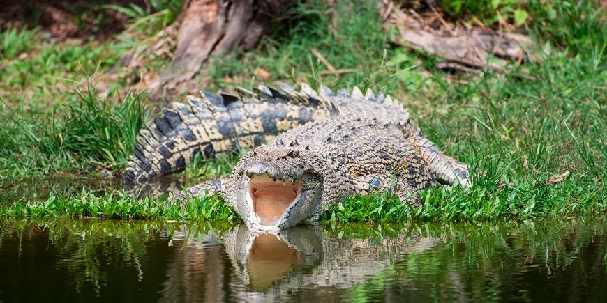 Saltvannskrokodille i Kakadu nasjonalpark i Australia