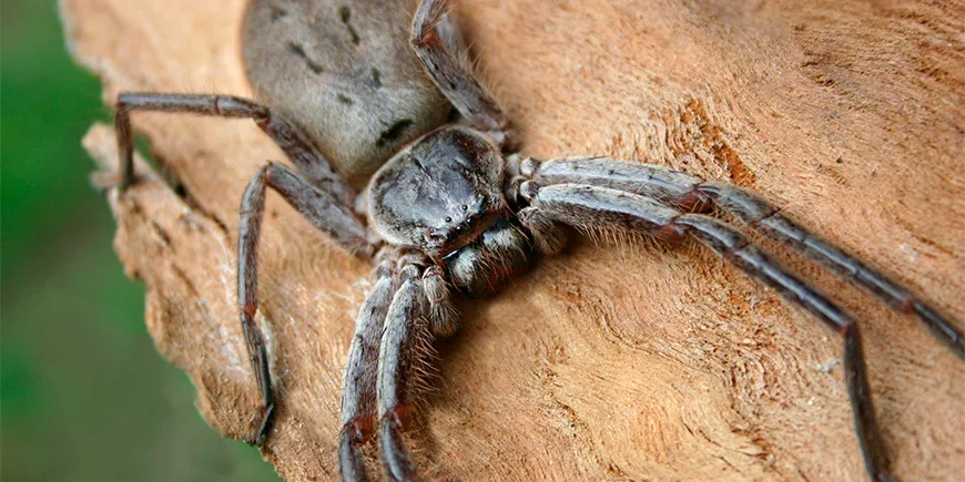 Nærbilde av en jeger-edderkopp (huntsman spider)