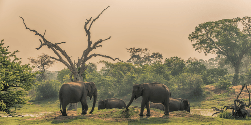 Gruppe av ville elefanter ved drikkested i jungelen i Yala nasjonalpark, Sri Lanka