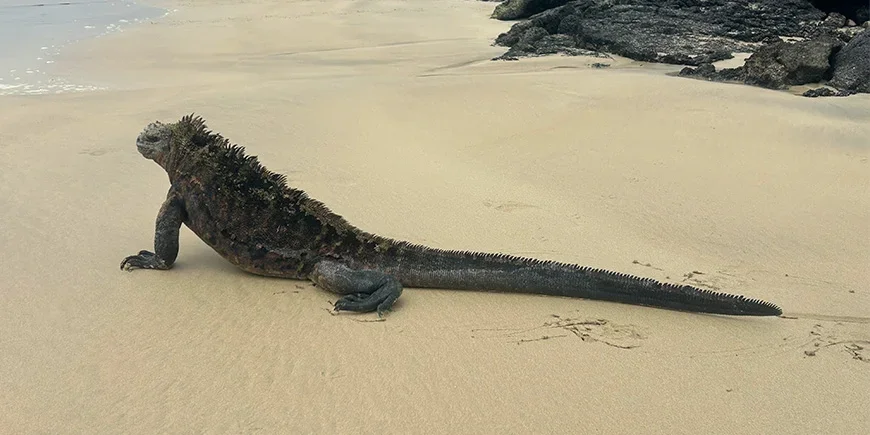 Leguan på Galápagosøyene