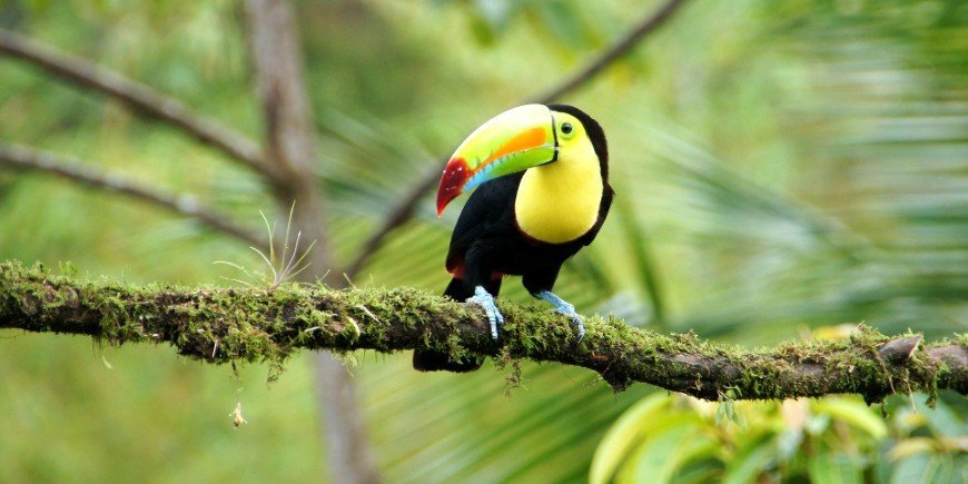 Kølnæbbet tukan i skogen i Costa Rica