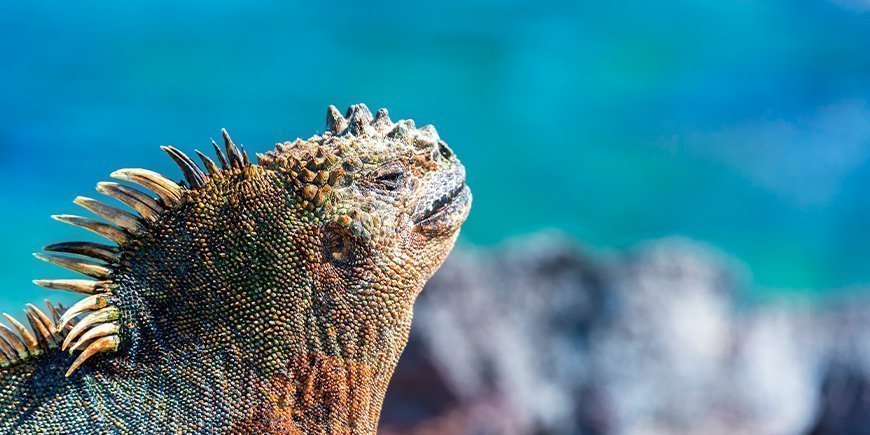 Havleguan nyter solen på Fernandina på Galapagosøyene