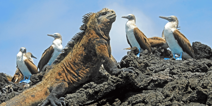 Haviguaner og blåfotsuler på Galapagos, Ecuador.