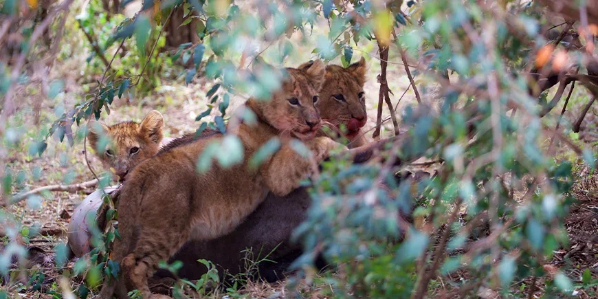 Løveunger i Masai Mara i Kenya