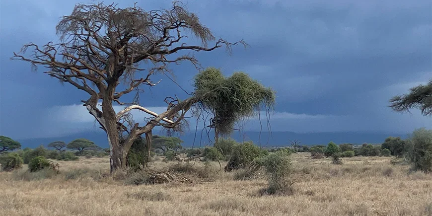 Dramatisk himmel i regntiden i Amboseli i Kenya