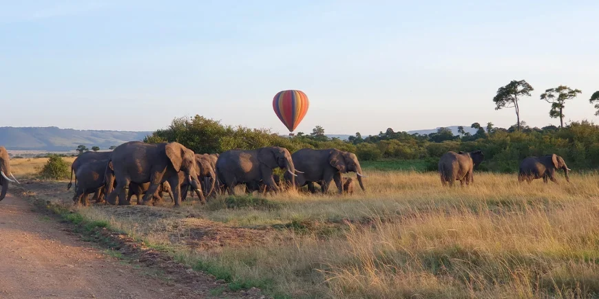 Elefantflokk i Masai Mara i mars