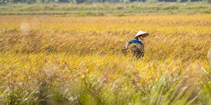 Kvinne på mark i Ninh Binh i det nordlige Vietnam