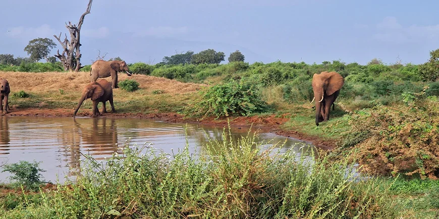 Elefanter ved innsjø i Tsavo East i februar