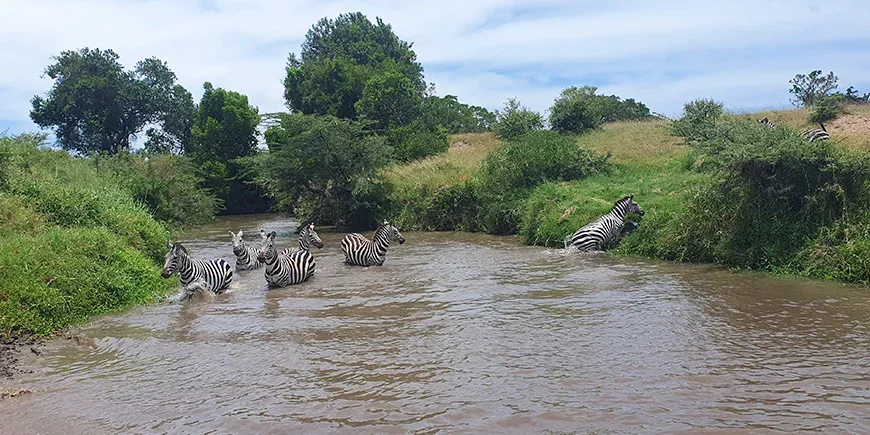 Sebra i elv i Masai Mara i regntiden