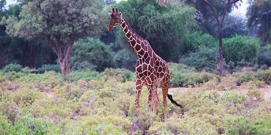 Sjiraff i Samburu nasjonalpark i sommermånedene