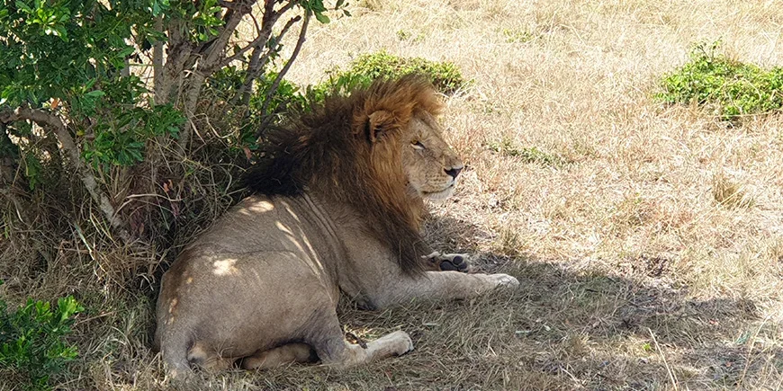 Løve i Masai Mara i september