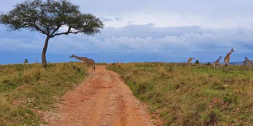 Sjiraffer på savannen i Masai Mara i november