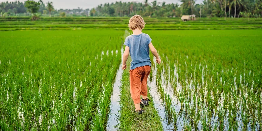 Gutt går i rismark i Vietnam
