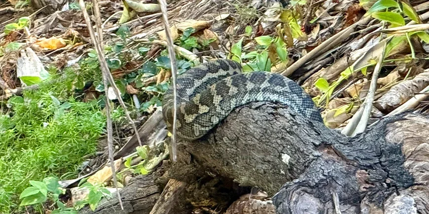 Teppepyton i bushen på North Stradbroke Island i Australia