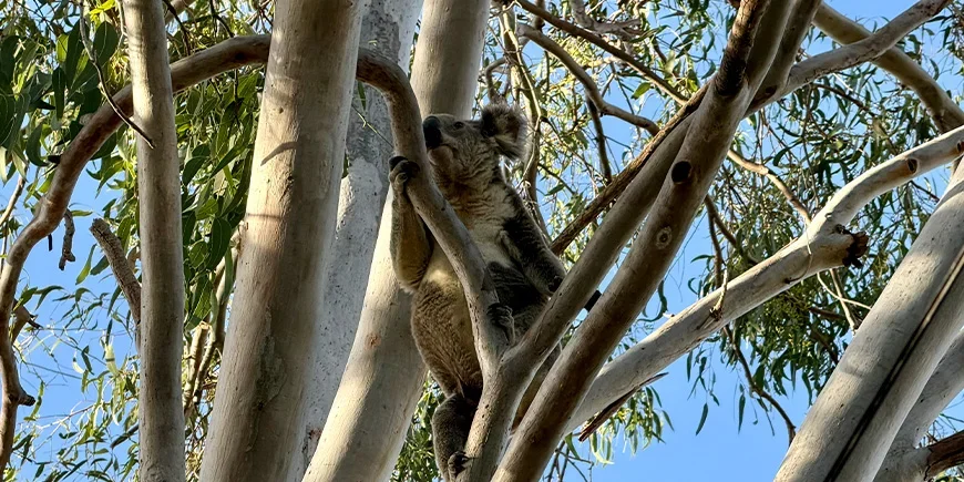 En koala i treet på North Stradbroke Island nær Brisbane i Australia