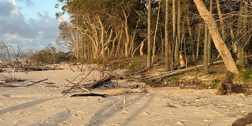 Kenguru i solnedgangens skjær på North Stradbroke Island i Australia