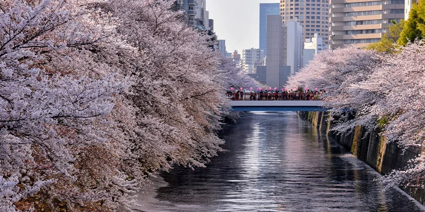 Kirsebærblomstring ved Meguro-elven i Tokyo