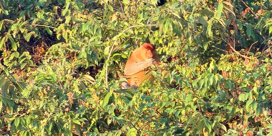 Neseaper i skogen langs Kinabatangan-elven