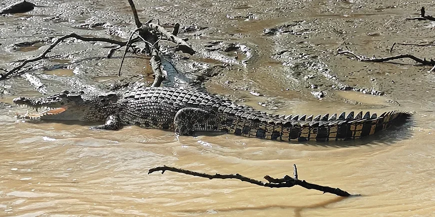 Krokodille på bredden av Kinabatangan-elven på Borneo