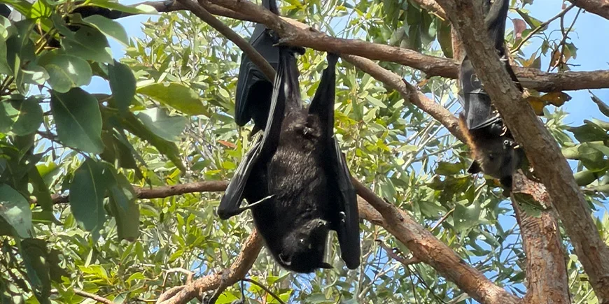 Kjempeflaggermus (flying foxes) i trærne på North Stradbroke Island nær Brisbane
